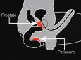Anadomical side view shows how the Bad Boy pleasures your prostate and perineum...